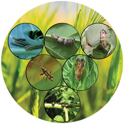 Rainbow Crop Science